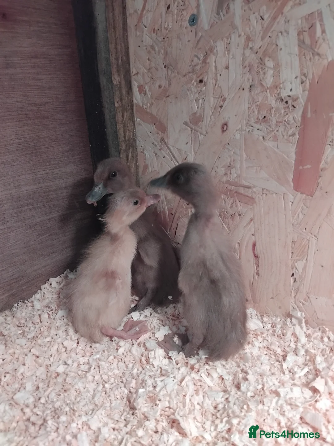 Mixed Breed poultry for sale: Purebred chick and ducklings  - Advert 24