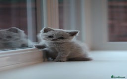 British Shorthair cats for sale: 🩶🐈🐾 Stunning BSH Kittens 🩶🐈🐾 - Image 4