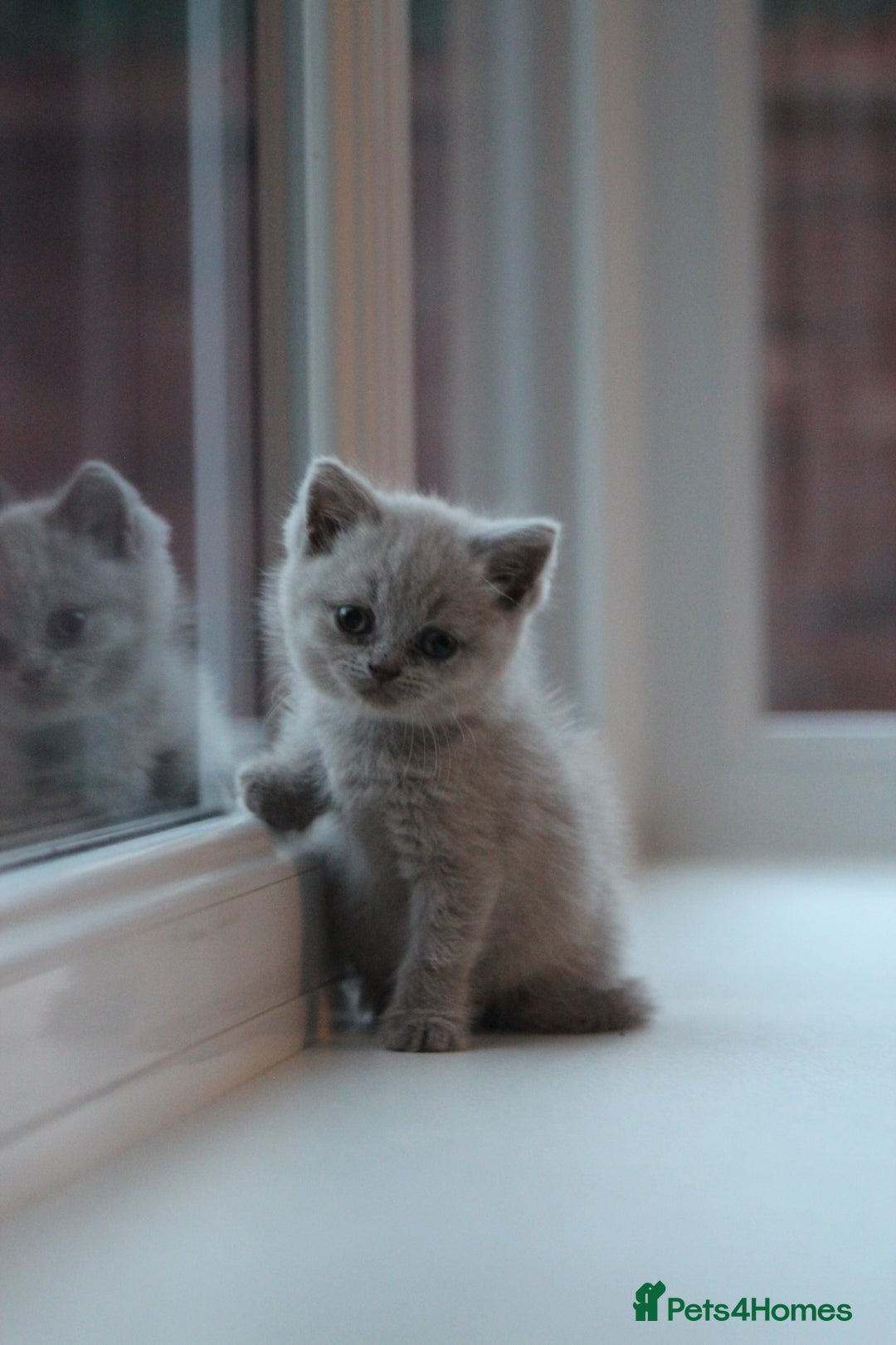 British Shorthair cats for sale: 🩶🐈🐾 Stunning BSH Kittens 🩶🐈🐾 - Image 4