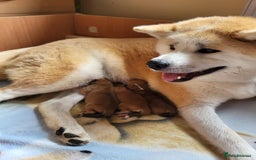 Japanese Akita Inu dogs for sale: ♥OUR PUPPIES ARRIVED♥ in Builth Wells - Image 4