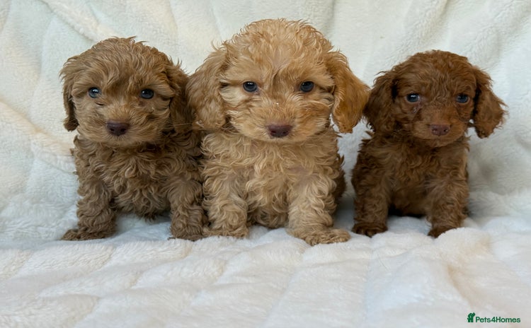 Cockapoo dogs ⭐️cockerpoo puppies⭐️ - Advert 11