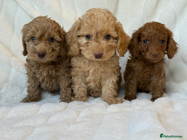 Cockapoo dogs ⭐️cockerpoo puppies⭐️ - Advert 11