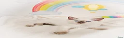 Ragdoll cats for sale: GCCF Registered Ragdoll Kittens - Advert 39