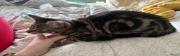 Mixed Breed cats for sale: 2 beautiful black tabby kittens (sisters) in Swindon - Advert 30