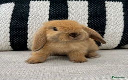 Mini Lop rabbits for sale: Male mini lop for sale - Advert 10