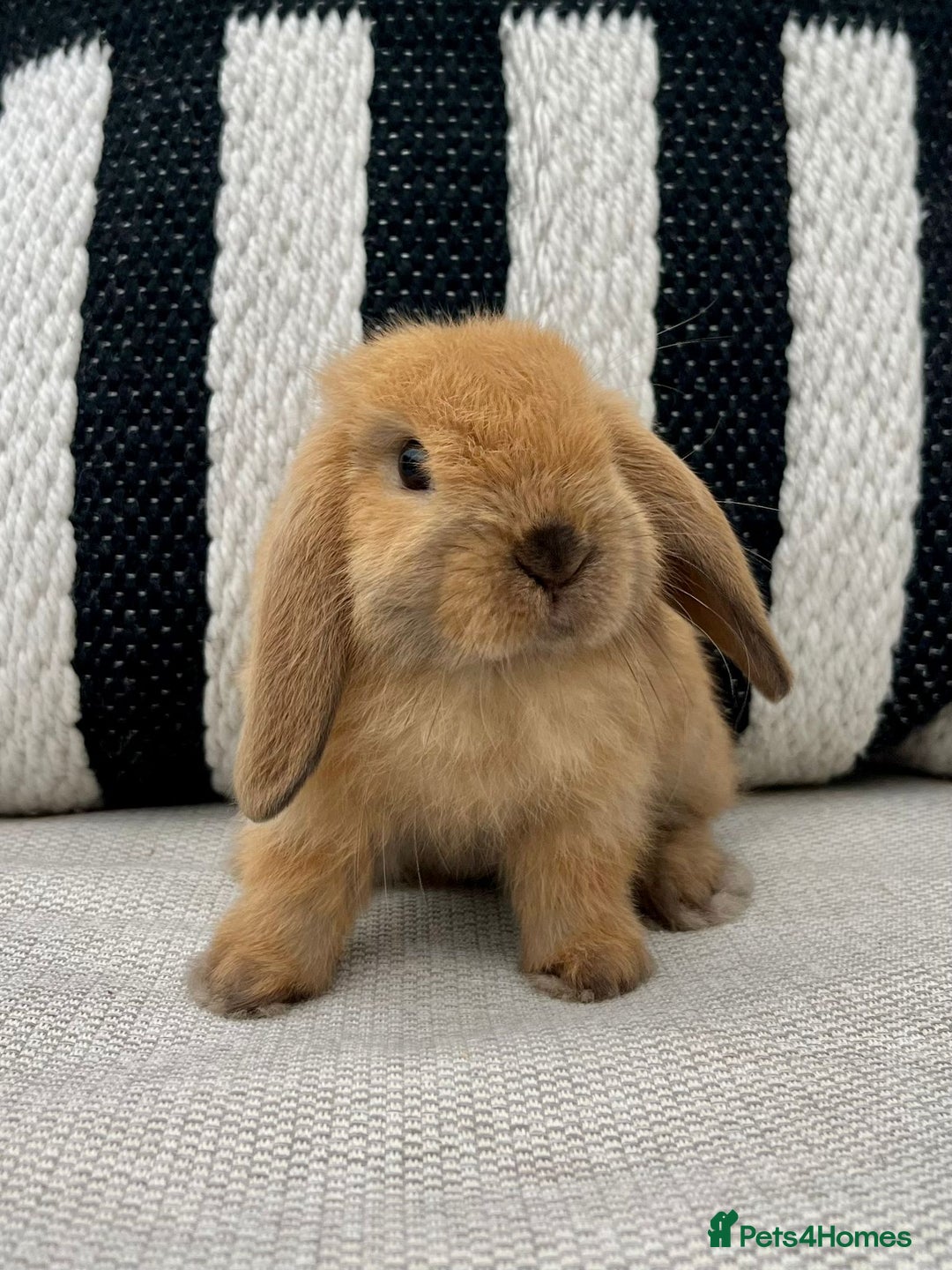 Mini Lop rabbits for sale: Male mini lop for sale - Advert 10