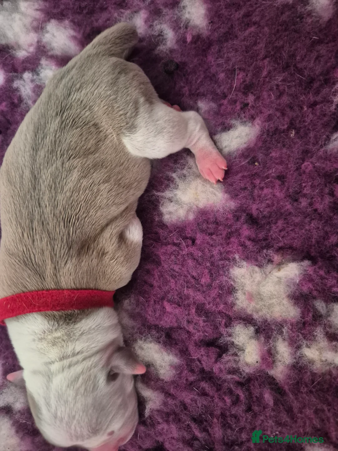 American Bulldog dogs for sale: 7 absolutely stunning puppies available  - Advert 27