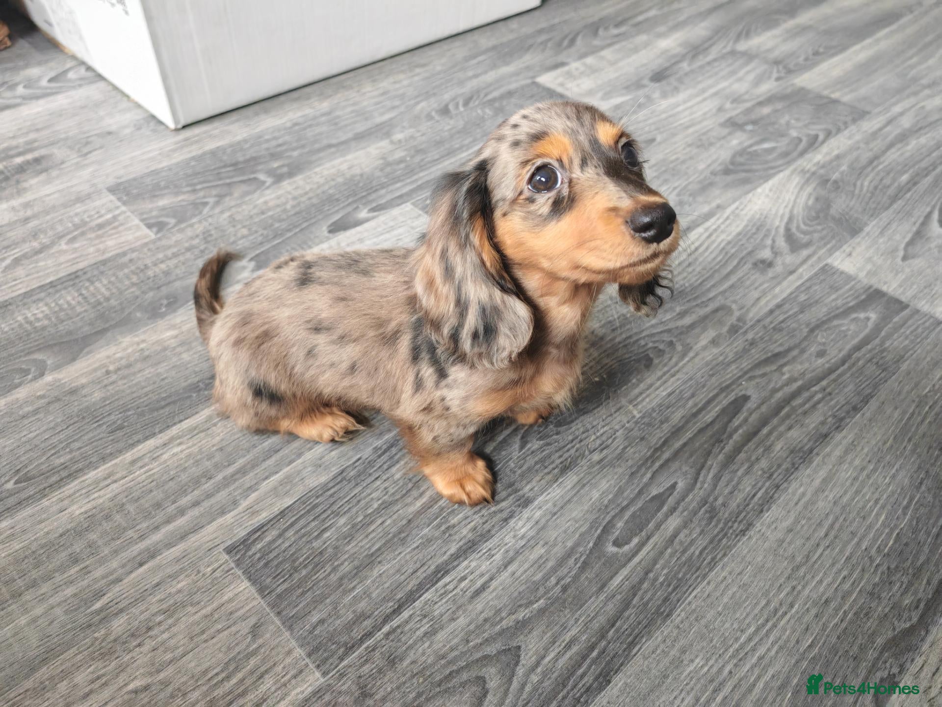 Dachshund dogs Mini Dachshund Puppy - Silver Dapple - 10 weeks - Advert 2