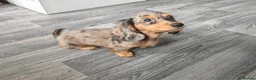 Dachshund dogs for sale: Mini Dachshund Puppy - Silver Dapple - 10 weeks in Grimsby - Advert 1