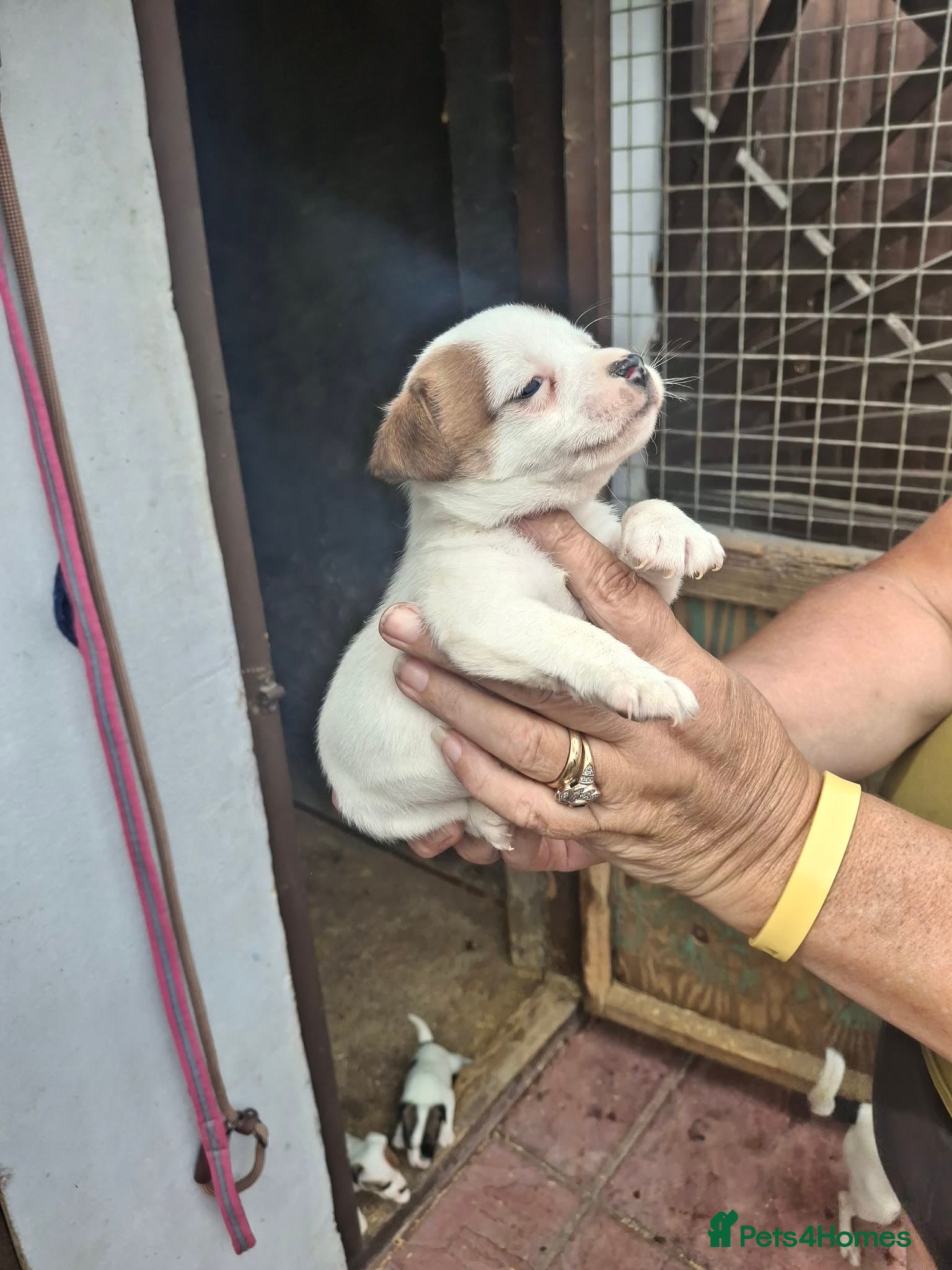 Jack Russell dogs for sale: Jack Russell puppys in Enfield - Advert 8