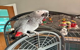 Parrots birds for sale: African Grey Parrot - Advert 3