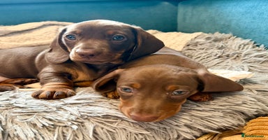 Miniature Dachshund dogs - Advert 6