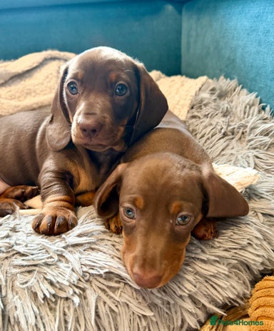 Miniature Dachshund dogs - Advert 12