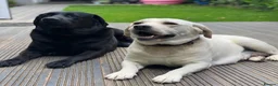 Labrador Retriever dogs for sale: Beautiful Pure Labrador with dna tests - Advert 6
