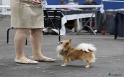 Chihuahua dogs for sale: KC registered Longcoat Chihuahuas - Image 8