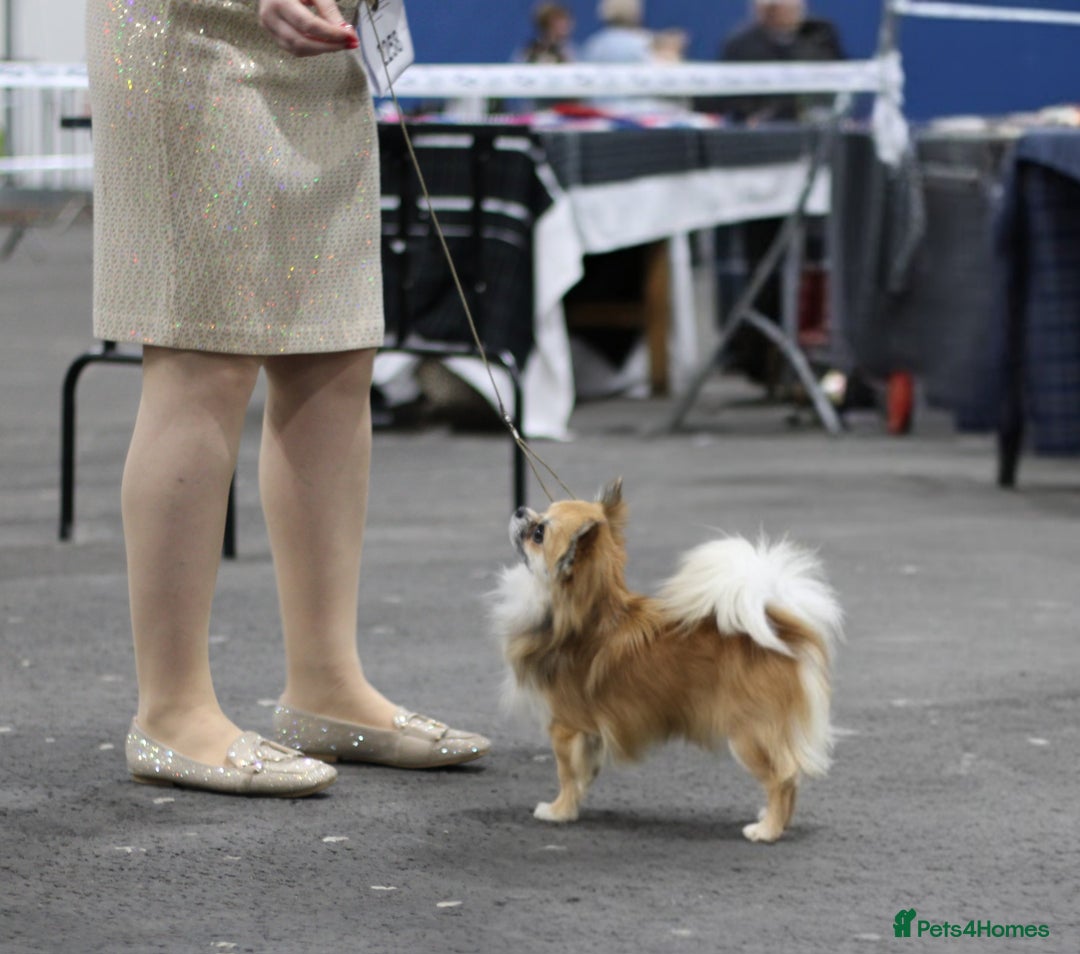 Chihuahua dogs for sale: KC registered Longcoat Chihuahuas - Image 8