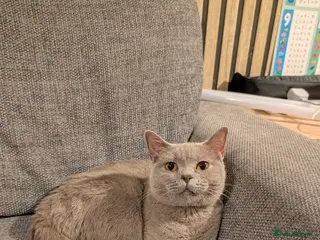 British Shorthair cats ACTIVE registered lilac British shorthair girl - Advert 1