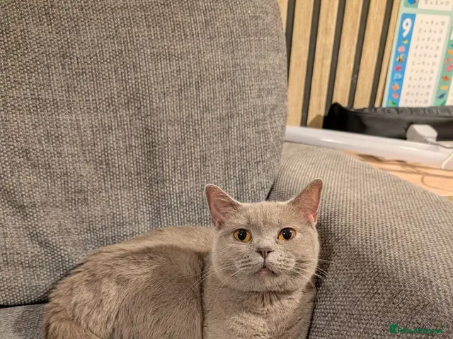British Shorthair cats ACTIVE registered lilac British shorthair girl - Advert 1