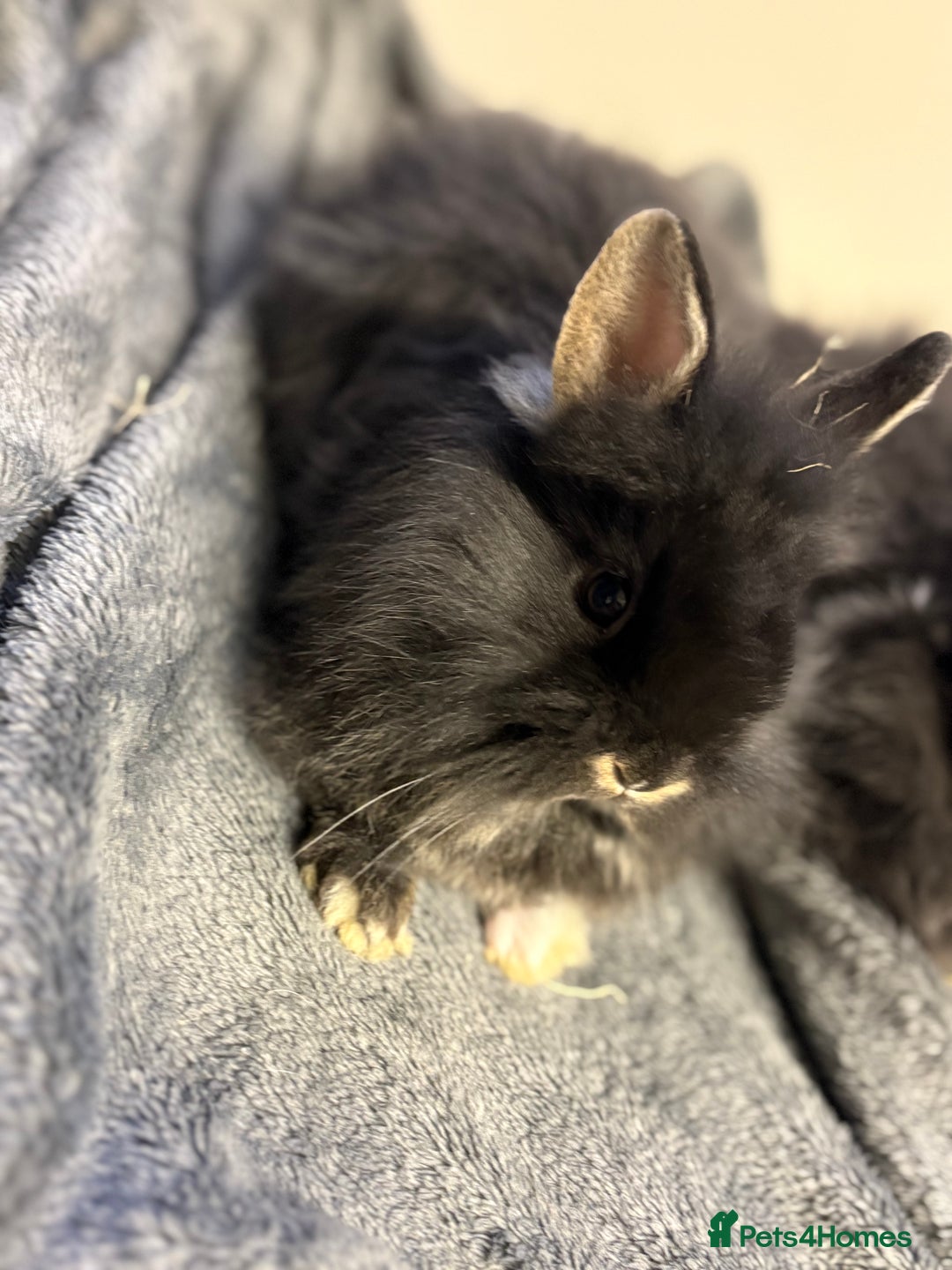 Lionhead rabbits for sale: Double maned lionhead babies  - Advert 6