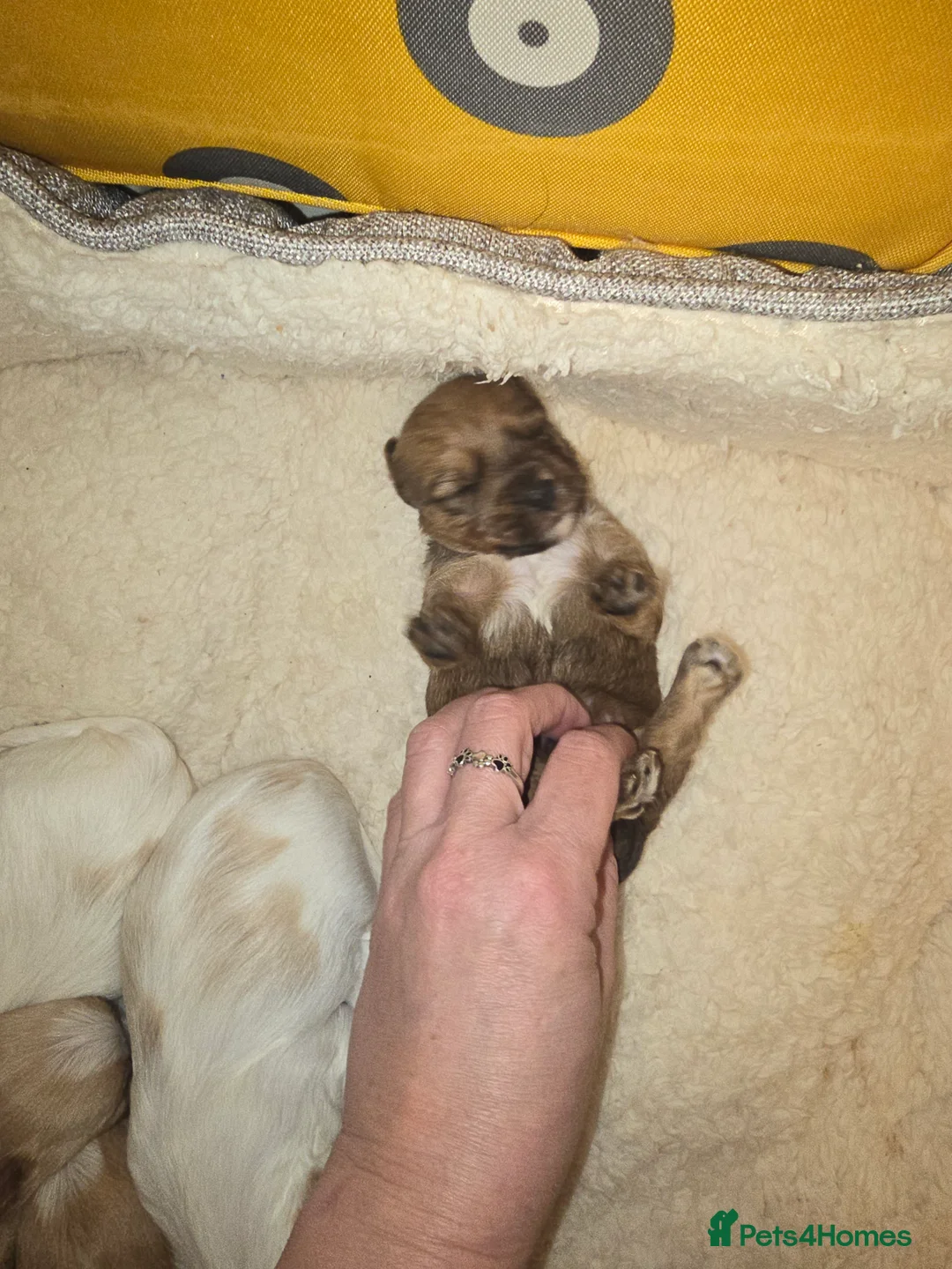 Yorkshire Terrier dogs for sale: wonderful puppies yorkshire terrier - Advert 17