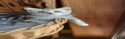 British Shorthair cats for sale: British Shorthair Silver Tabby Girl **ready now*** - Advert 5