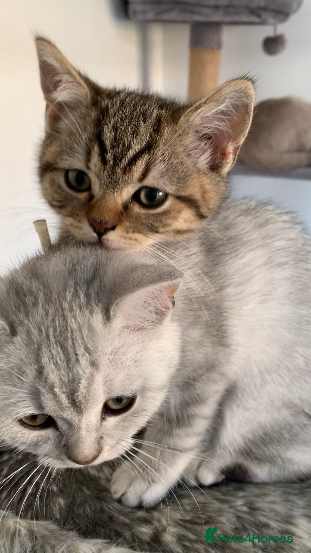 British Shorthair cats Beautiful British Shorthair Babies 🤍 - Advert 2