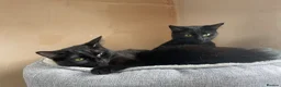 Domestic Shorthair cats for adoption: Magic and Merlin, 7 month old sibling pair  - Advert 2
