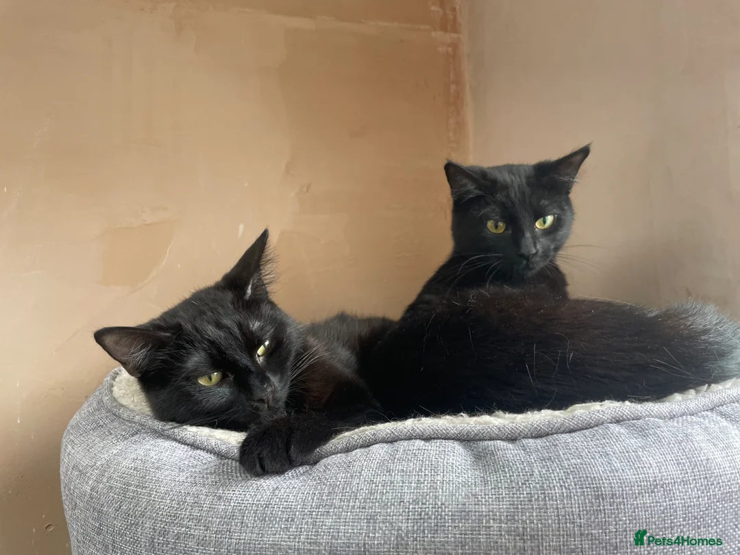 Domestic Shorthair cats for adoption: Magic and Merlin, 7 month old sibling pair  - Advert 2