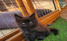 Maine Coon cats for sale: Big maine coon kittens  - Image 19