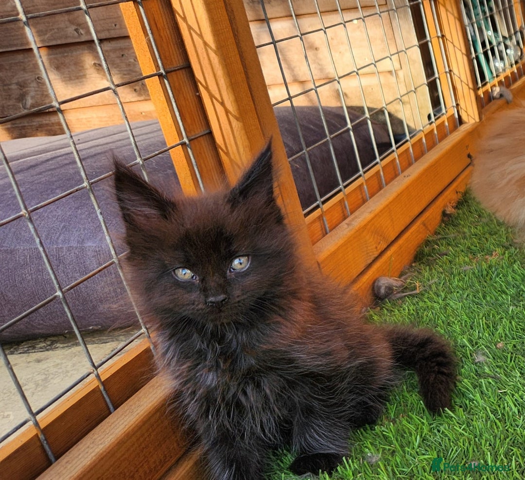 Maine Coon cats for sale: Big maine coon kittens  - Image 19