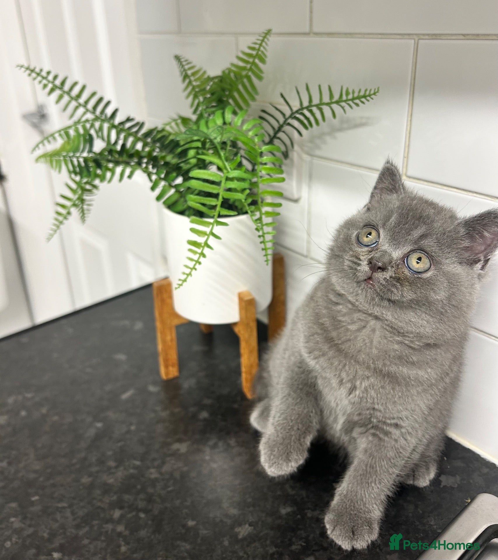 British Shorthair cats TICA/GCCF Registered British Shorthair Kittens - Advert 2