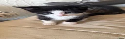 Mixed Breed cats for sale: Cute Playful Kittens Looking for New Homes 🐾 - Advert 3