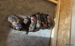Belgian Shepherd Dog dogs for sale: Dutch shepherd puppies  - Image 10