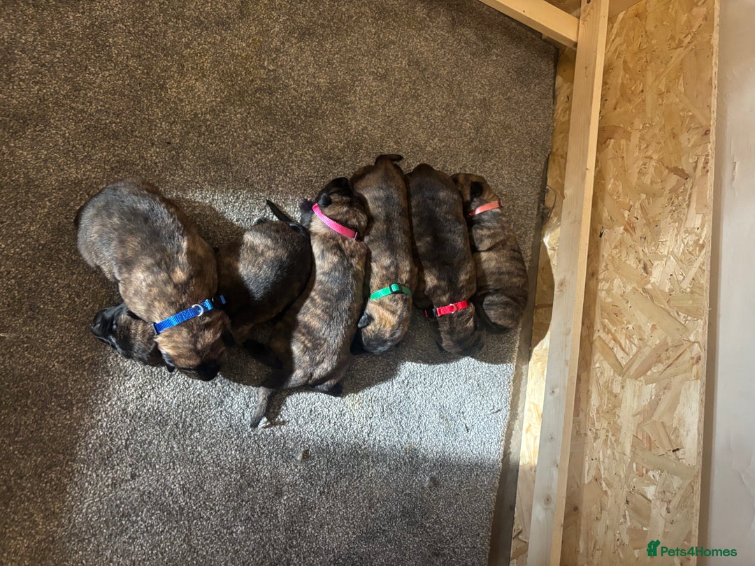 Belgian Shepherd Dog dogs for sale: Dutch shepherd puppies  - Image 10