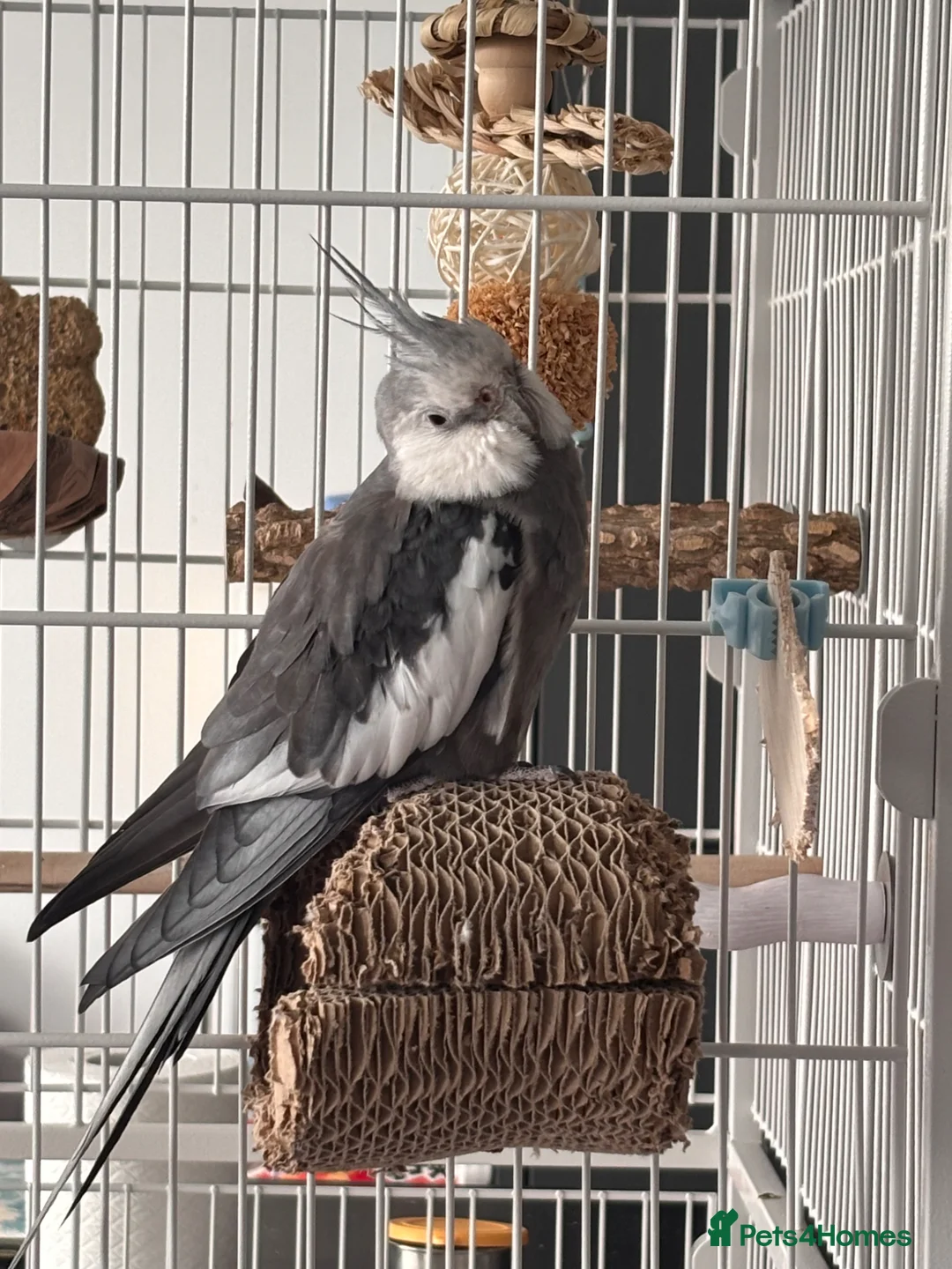 Cockatiels birds for sale: Semi-tamed young male cockatiel for rehoming - Advert 1