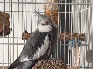 Cockatiels birds Semi-tamed young male cockatiel for rehoming - Advert 1