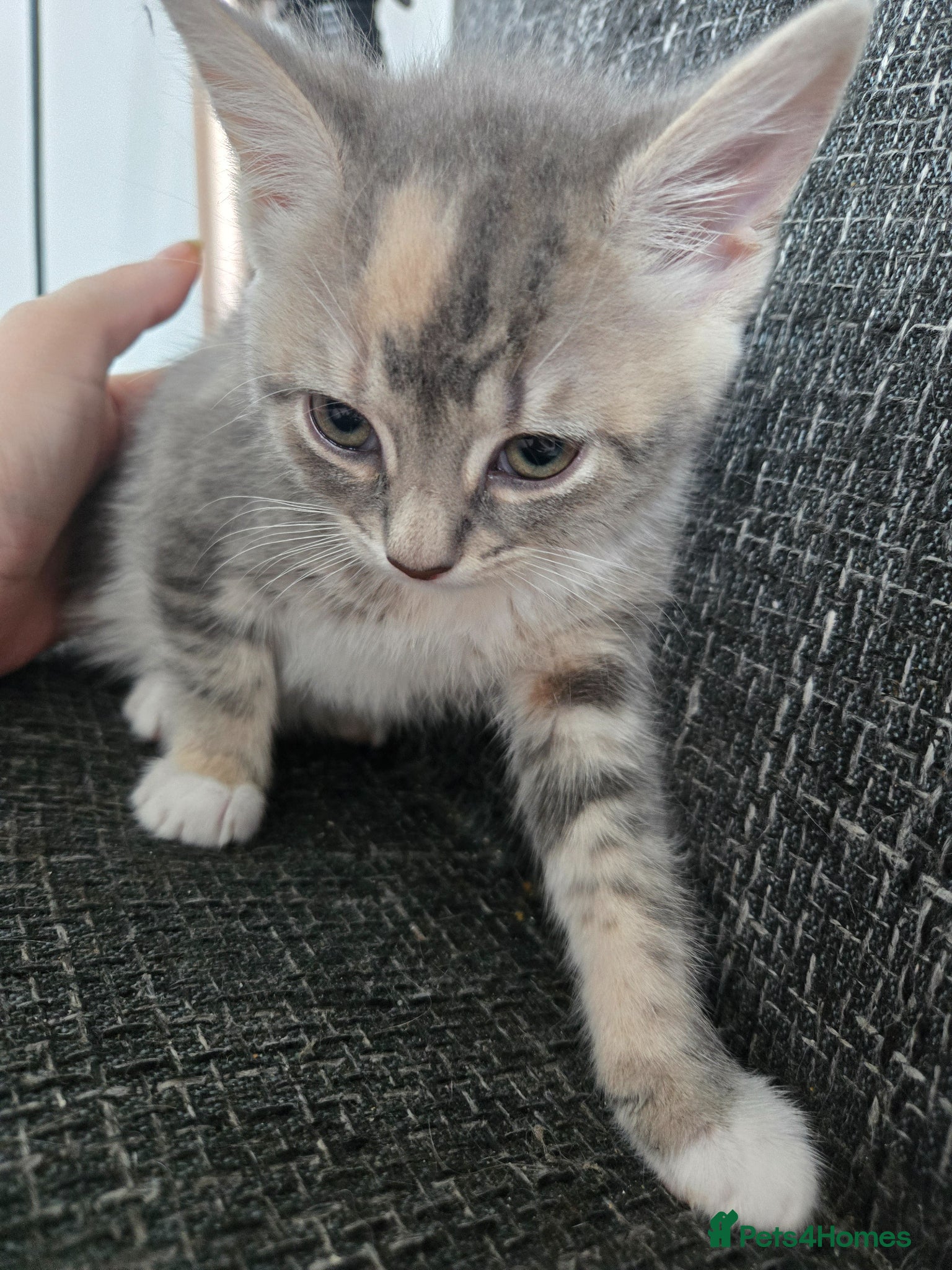 Mixed Breed cats for sale: Mixed mother bengal in Stoke-on-Trent - Advert 5
