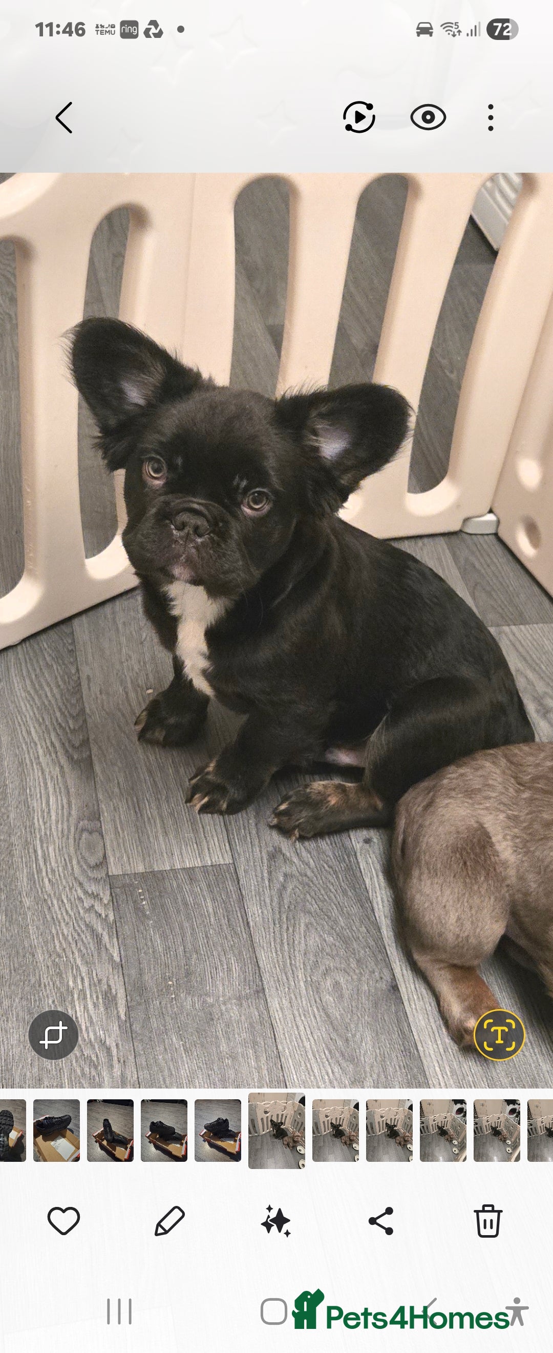 French Bulldog dogs for sale: 6 beautiful litter of French Bulldogs - Advert 3
