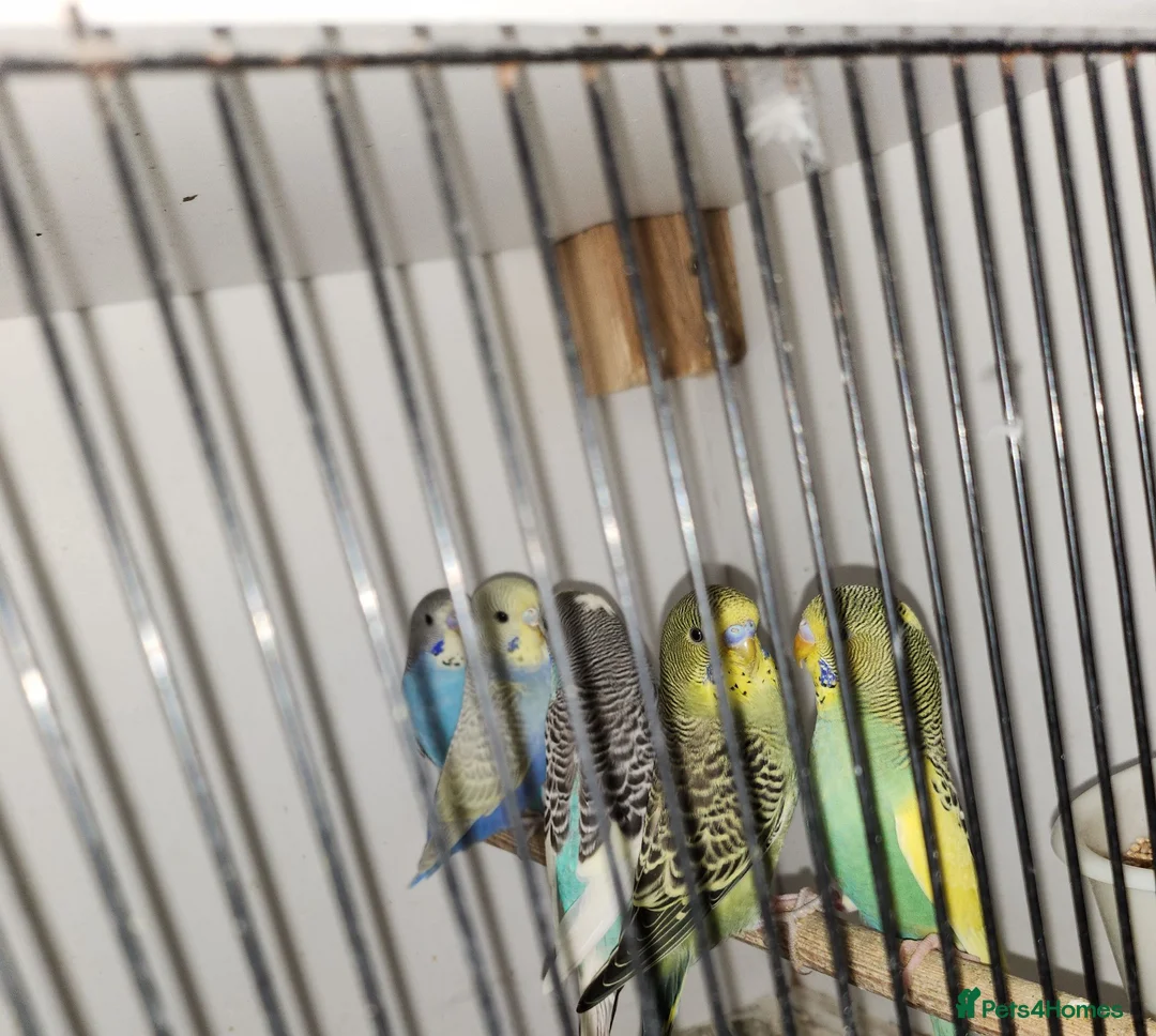 Budgerigars birds for sale: Baby budgies - Advert 4