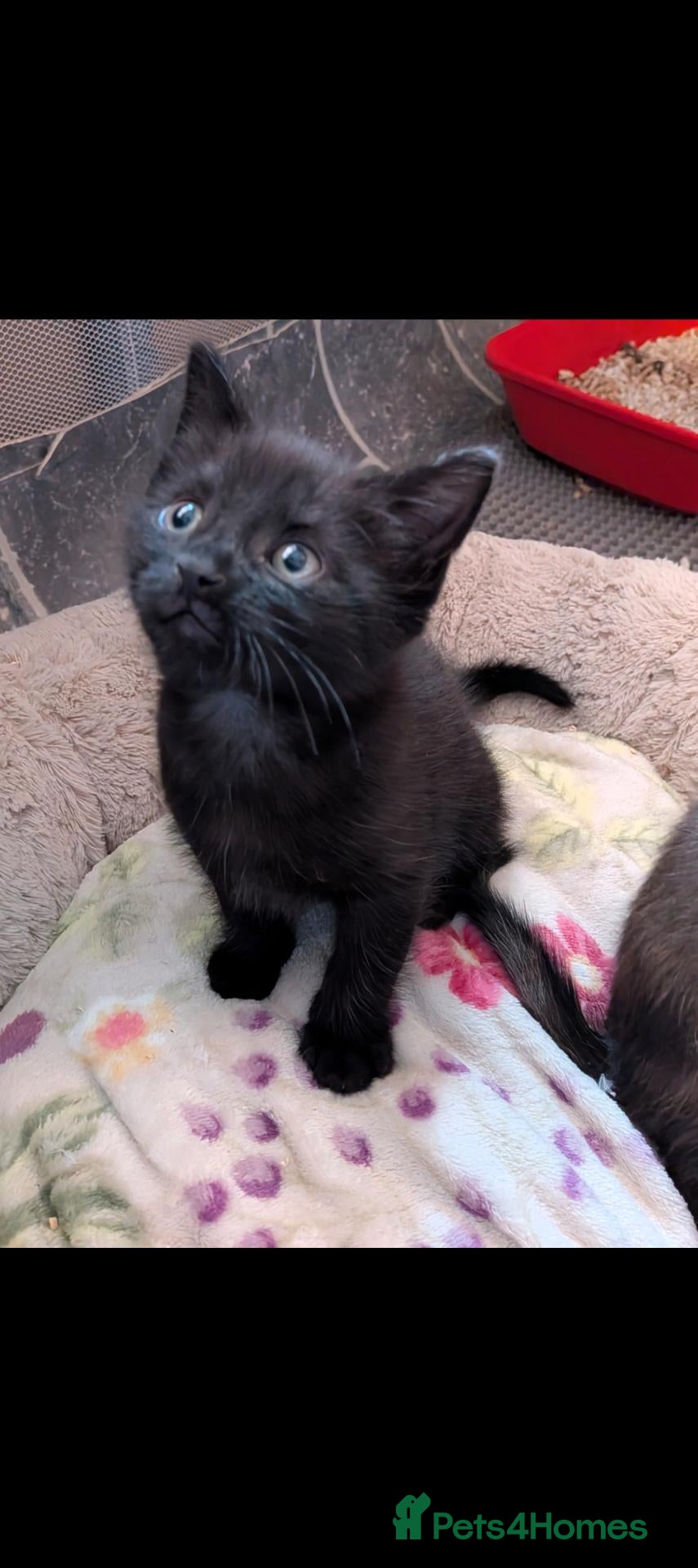 Mixed Breed cats Ready now! Last kitten of the litter! - Advert 2