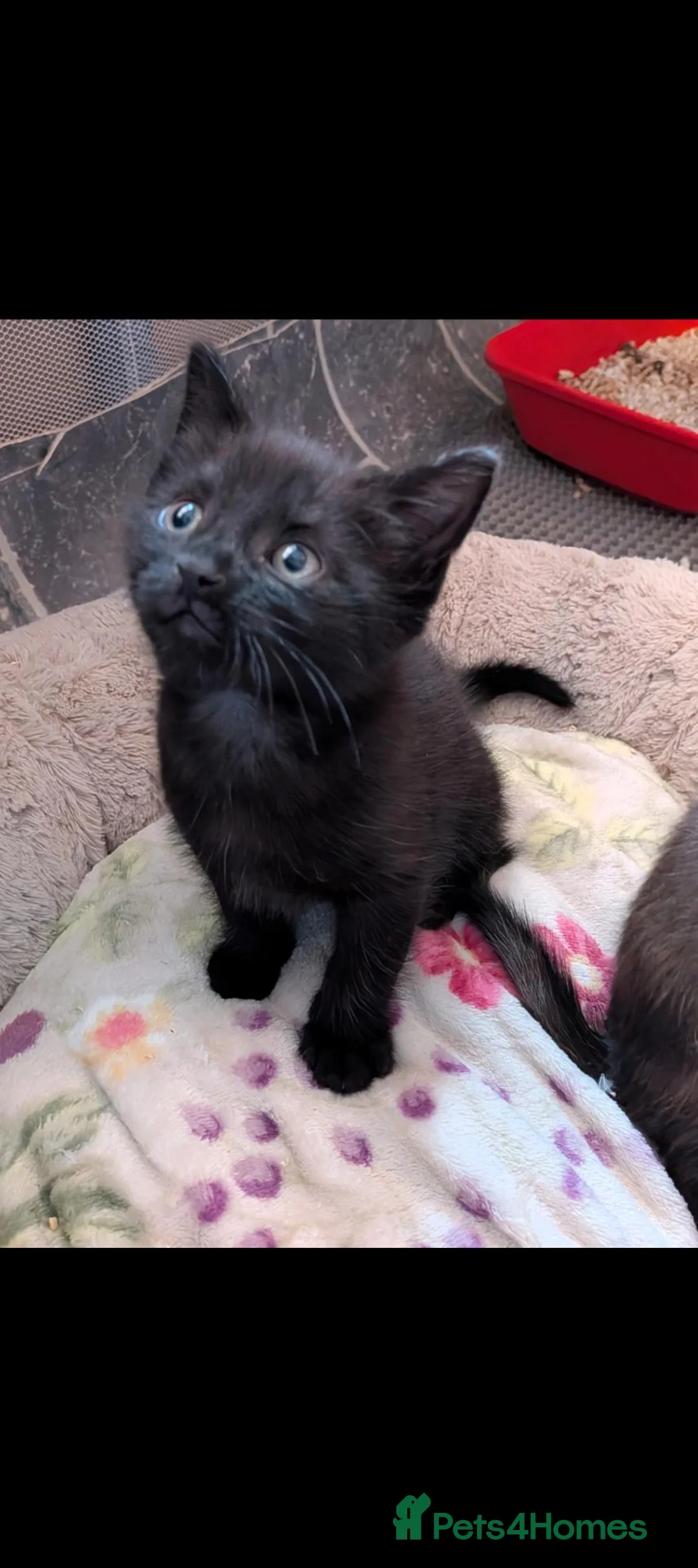 Mixed Breed cats for sale: Ready now! Last kitten of the litter! - Advert 1