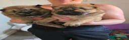Chow Chow dogs for sale: Chow chow pups - Advert 6