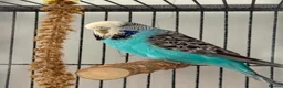 Budgerigars birds for sale: 4 young budgies and entire set up  in Newquay - Advert 3