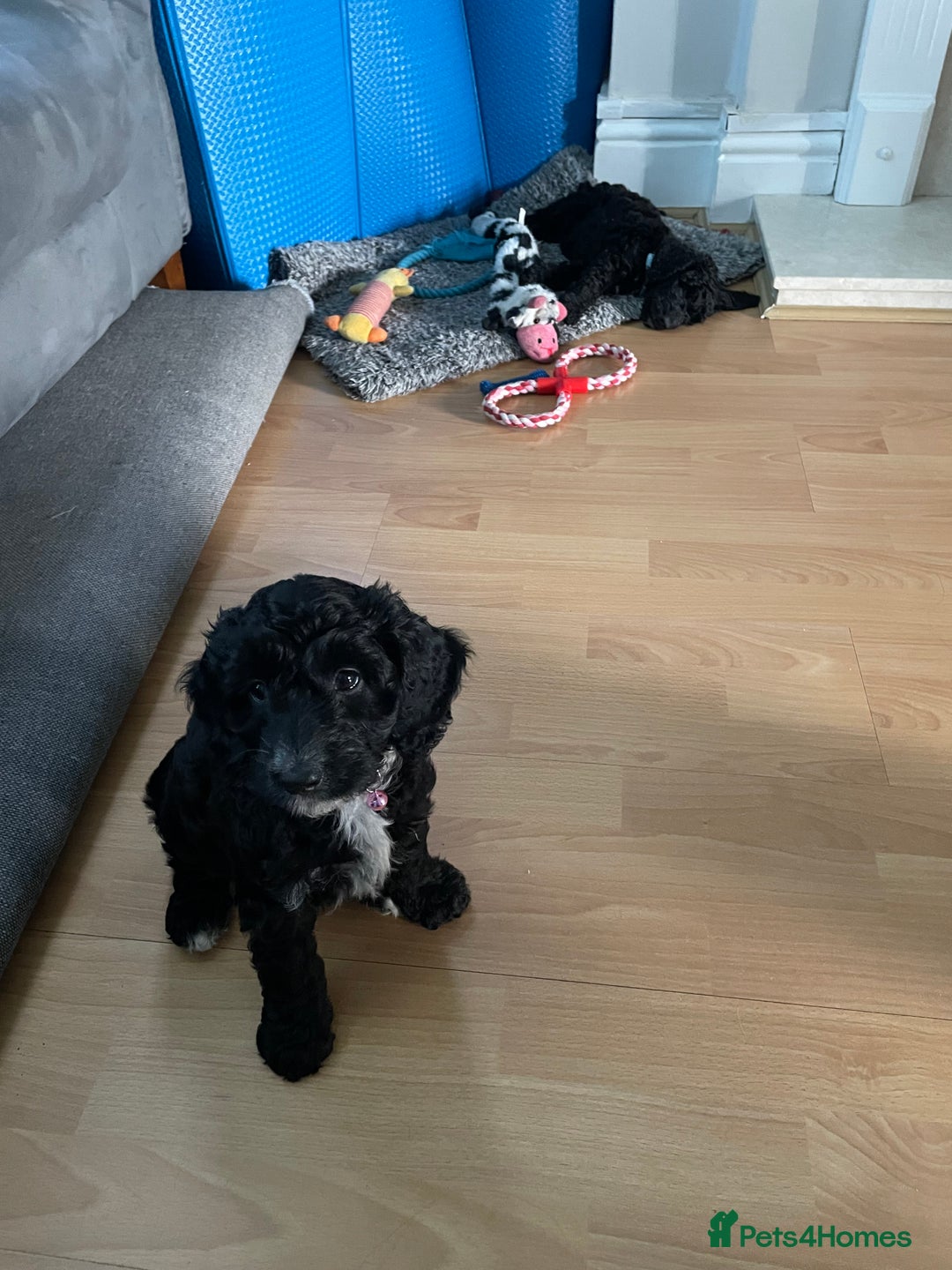 Cockapoo dogs for sale: Boni’s F1b pups, 2 little ones available 🖤🖤 - Image 18