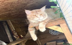 Maine Coon cats for sale: Beautiful huge boy  - Advert 4
