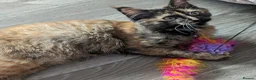 Maine Coon cats for sale: Maine coon kittens ready for new homes  in Carlisle - Advert 19