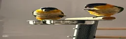 Parrots birds for sale: Pair of Baby Caique Parrots  sold together  - Advert 4