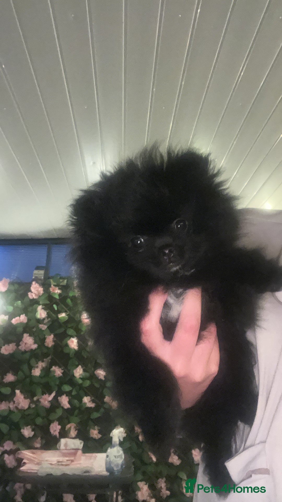 Pomeranian dogs for sale: Male Pomeranian puppy  in Corsham - Image 1
