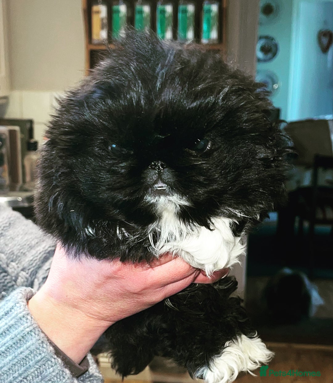 Pekingese dogs for stud: KC Registered Pekingese for Stud in York - Advert 7