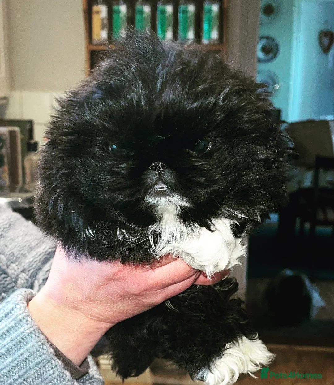 Pekingese dogs for stud: KC Registered Pekingese for Stud in York - Advert 7